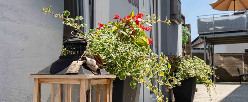 Apartma Ema, sproščen oddih blizu Term Olimia - Kuponko.si