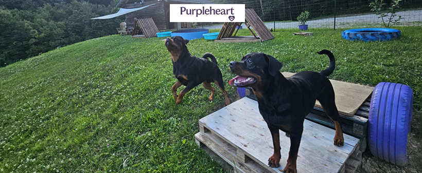 VIP pasji hotel Purpleheart: varstvo za psa - Kuponko.si