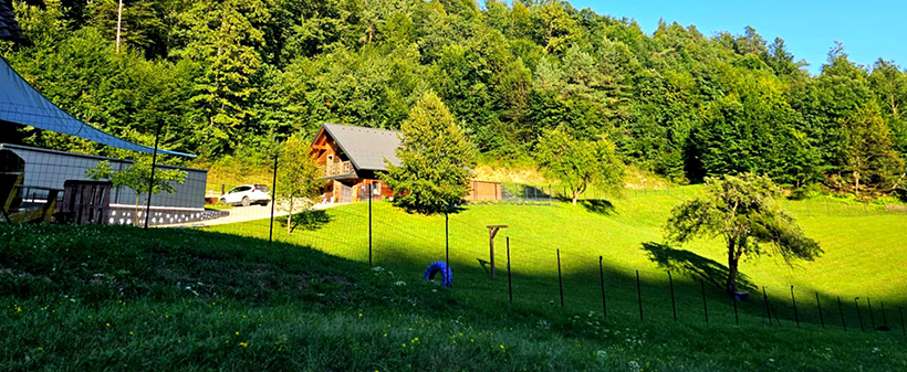 VIP pasji hotel Purpleheart: varstvo za psa - Kuponko.si