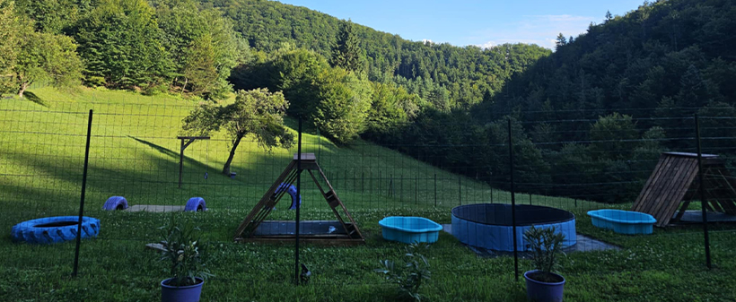 VIP pasji hotel Purpleheart: varstvo za psa - Kuponko.si