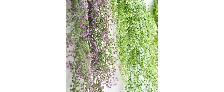 Okrasna viseča rastlina – Ivyplant - Kuponko.si