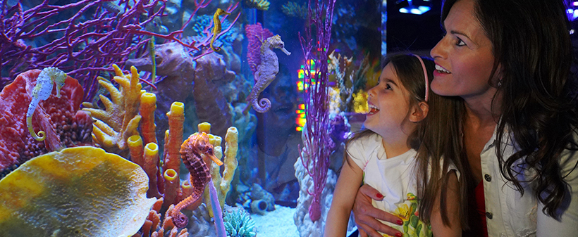 Zabaviščni park Gardaland: vstopnica - Kuponko.si