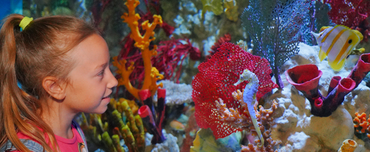 Zabaviščni park Gardaland, Legoland: vstopnica - Kuponko.si