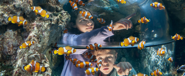 Zabaviščni park Gardaland, Legoland: vstopnica - Kuponko.si