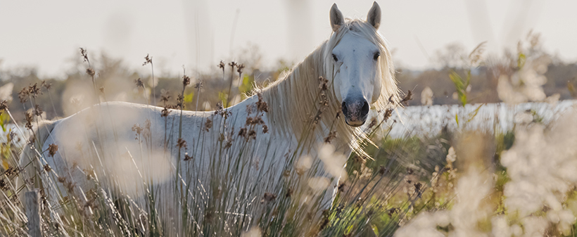 M&M Turist: 4-dnevni izlet v Provanso - Kuponko.si