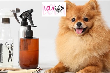 Pasji salon LOLA: nega malega ali srednje velikega psa