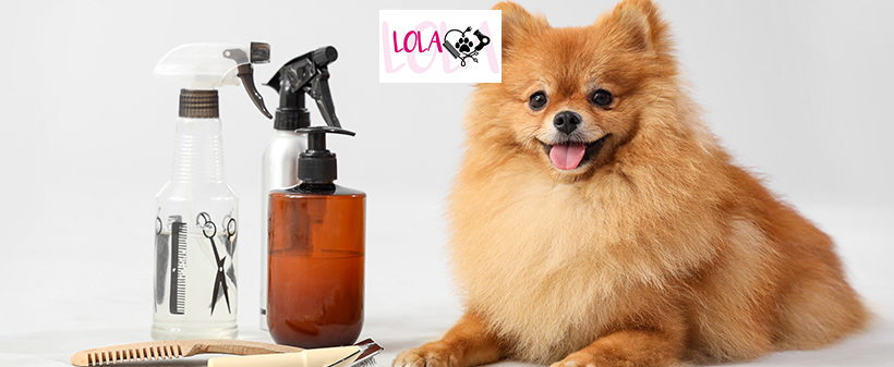 Pasji salon LOLA: nega malega ali srednje velikega psa - Kuponko.si