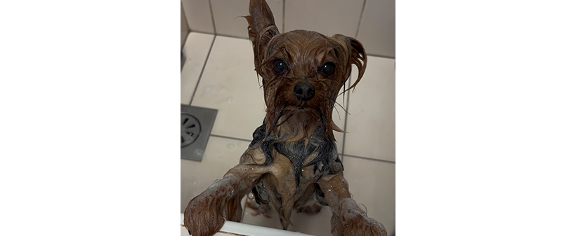 Pasji salon LOLA: nega malega ali srednje velikega psa - Kuponko.si