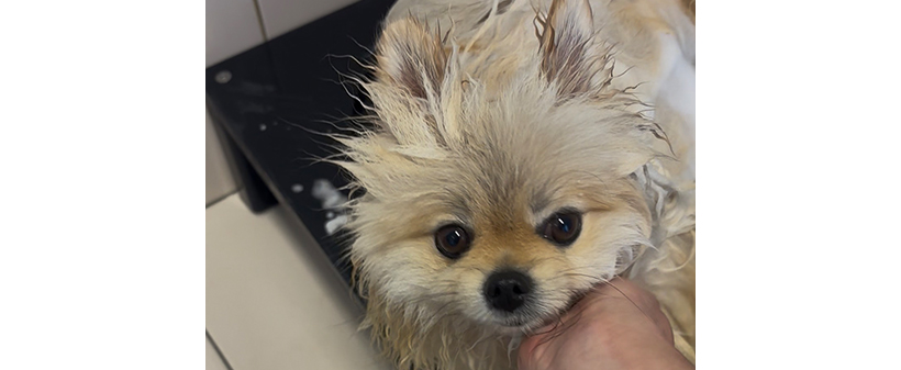 Pasji salon LOLA: nega malega ali srednje velikega psa - Kuponko.si