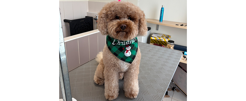 Pasji salon LOLA: nega malega ali srednje velikega psa - Kuponko.si