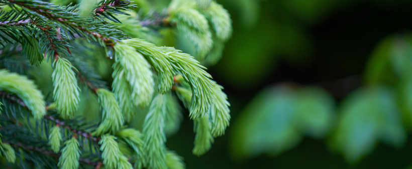 Smrekovo mazilo s CBD smolo (30 ml) - Kuponko.si