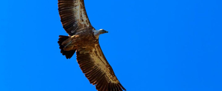 Pansion Tramontana: kosilo, vstopnica za Center Beli - Kuponko.si