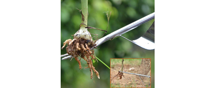 Vsestranski odstranjevalec plevela Weedy - Kuponko.si