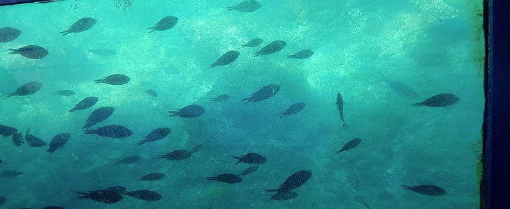 Panoramski izlet s katamaranom Glasboat Aquavision - Kuponko.si