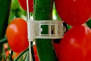 SnapClips sponke za stabilno in pokončno rast rastlin!