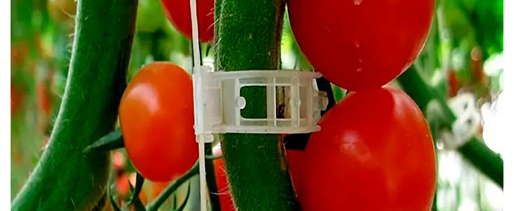 SnapClips sponke za stabilno in pokončno rast rastlin! - Kuponko.si