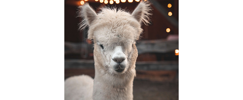 Alpaka Land, zimsko druženje za alpakami - Kuponko.si