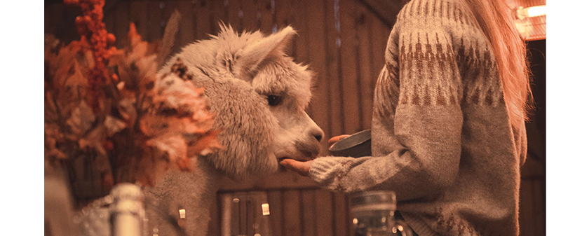 Alpaka Land, zimsko druženje za alpakami - Kuponko.si