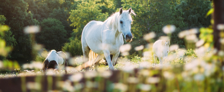 Equestin šola dresurnega jahanja Ljubljana, rojstni dan - Kuponko.si
