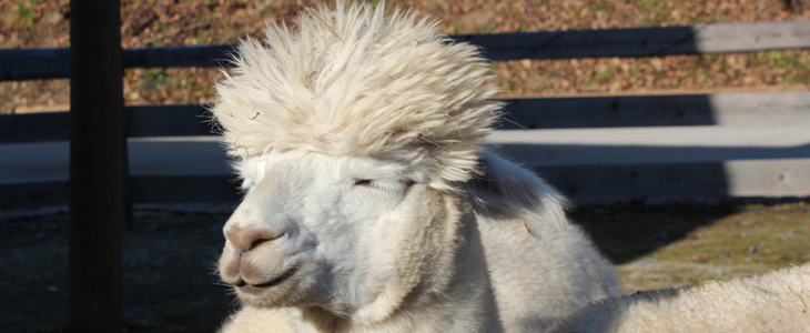 Alpaka Land, druženje za alpakami - Kuponko.si
