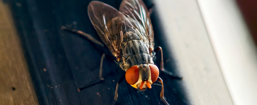 HIT FLYING INSECT KILLER - sprej proti letečimi insekti - Kuponko.si